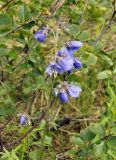 Polemonium caeruleum. Верхушка цветущего растения. Якутия, Нерюнгринский р-н, перед перевалом Тит, в полосе ЛЭП, среди кустов. 12.07.2016.