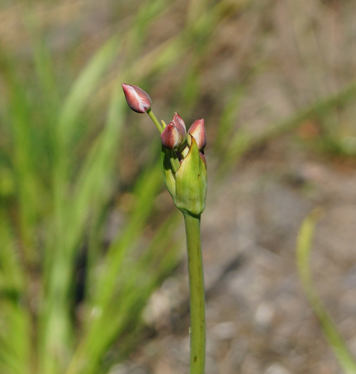 Изображение растения Butomus umbellatus.