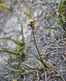 Carex duriuscula