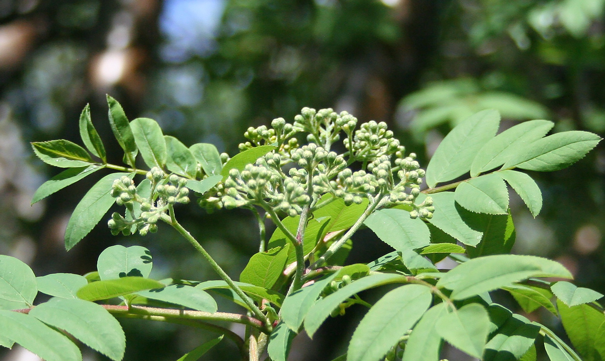 Изображение особи Sorbus aucuparia.