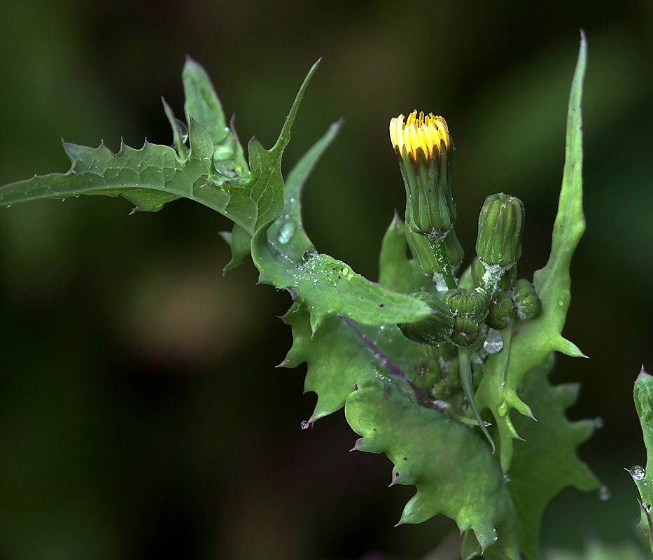 Изображение особи Sonchus oleraceus.