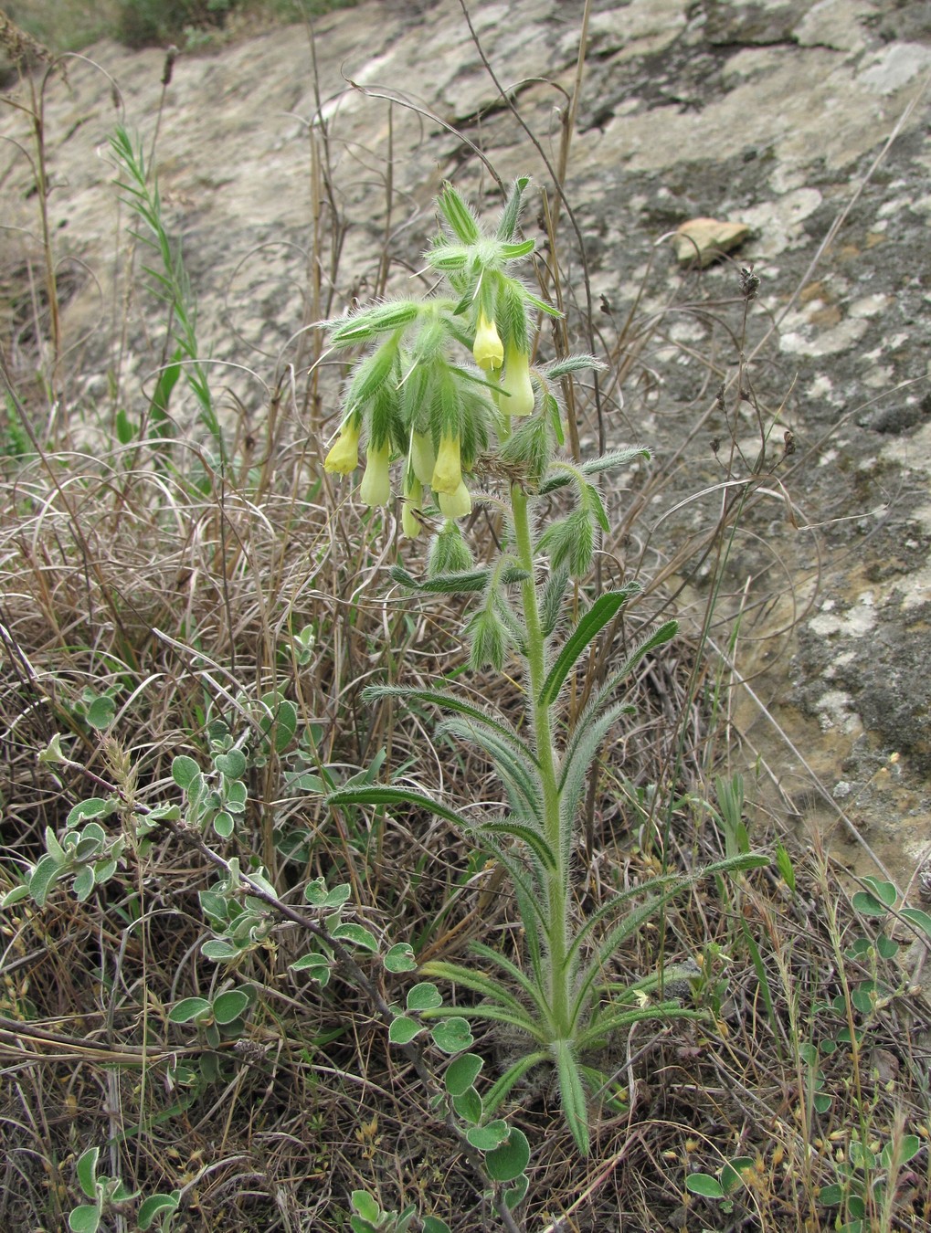 Image of Onosma microcarpa specimen.