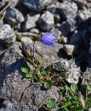 Campanula rotundifolia. Цветущее растение. Мурманская обл., Хибины, перевал Южный Рисчорр, ≈ 900 м н.у.м., каменистый склон. 08.08.2018.