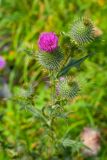 Cirsium vulgare