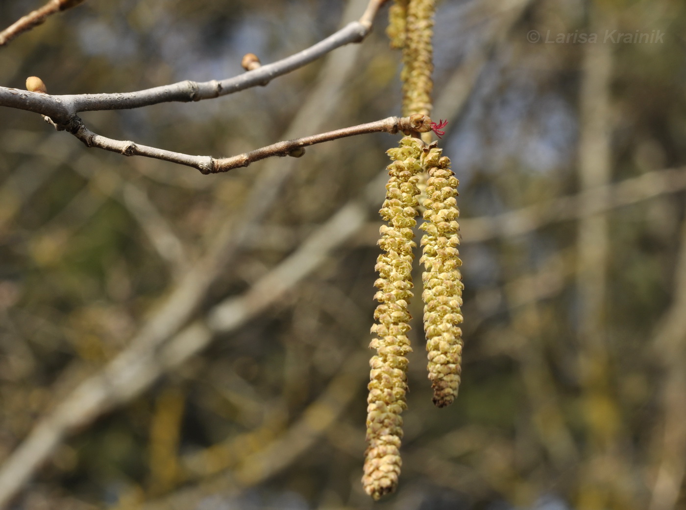 Изображение особи Corylus avellana.