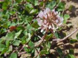 Trifolium repens