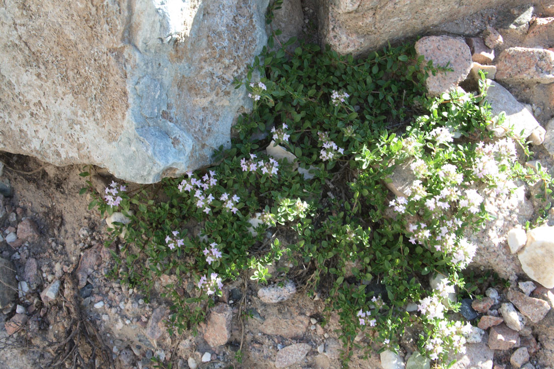 Изображение особи Thymus dmitrievae.