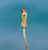 Taraxacum aphrogenes. Соплодие. Республика Кипр, п-ов Акама, Бани Афродиты (Λουτρά της Αφροδίτης, χερσόνησος Ακάμα), вертикальная стена скалы, берег моря. 17.11.2019.