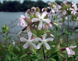 Saponaria officinalis