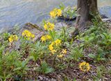 Rhododendron luteum. Цветущее растение. Адыгея, Майкопский р-н, окр. пос. Хамышки, ≈ 740 м н.у.м., буково-пихтовый лес на берегу р. Киша. 30.04.2018.