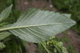 Amaranthus retroflexus