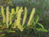 Salix triandra