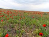 Papaver pavoninum