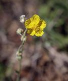 Helianthemum nummularium