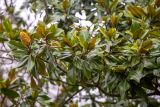 Magnolia grandiflora. Верхушка ветви с плодами. Франция, г. Париж, парк \"Бют-Шомон\", в озеленении. 13.01.2020.