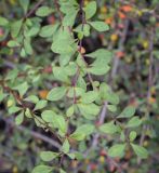 Berberis thunbergii