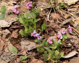 Pulmonaria obscura. Цветущие растения. Московская обл., Одинцовский р-н, окр. г. Кубинка, редколесье. 15.04.2021.