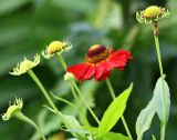 Helenium autumnale