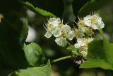 род Crataegus