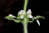 Stachys setifera