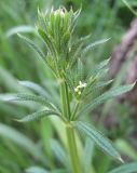 Galium aparine