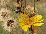 Hieracium umbellatum. Cоцветие и соплодия. Хабаровский край, окр. г. Комсомольск-на-Амуре, пустырь. 27.09.2023.