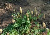 Astragalus inopinatus