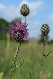 Centaurea scabiosa. Верхушки побегов с цветущим и развивающимися соцветиями и тлями. Беларусь, Витебская обл., пос. Езерище, дол. р. Оболь у плотины, нарушенный луг у берега. 23.06.2023.