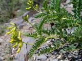 Astragalus propinquus. Верхушка расцветающего растения. Республика Алтай, Кош-Агачский р-н, массив Талдуаир, долина р. Бар-Бургазы, осыпной склон боковой долинки, горная петрофитная степь, 2130 м н.у.м. 20.06.2008.