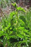 Aristolochia clematitis. Цветущее растение. Крым, предгорья, с. Терновка. 5 мая 2012 г.