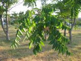 Ailanthus altissima