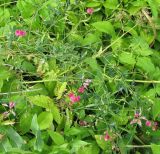 Lathyrus tuberosus