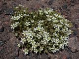 Minuartia inamoena