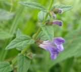 Scutellaria galericulata