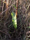 Rumex crispus