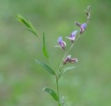 Polygala sibirica