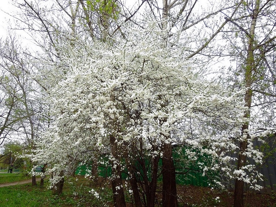 Изображение особи Prunus cerasifera.