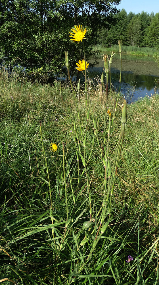 Изображение особи род Tragopogon.