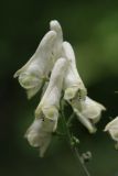 Aconitum lasiostomum