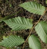 Zelkova serrata. Средняя часть побега (у листьев видна их нижняя сторона). Германия, г. Дюссельдорф, Ботанический сад университета. 05.09.2014.