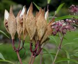 Asclepias incarnata. Соплодие и cоцветие. Германия, г. Крефельд, Ботанический сад. 06.09.2014.