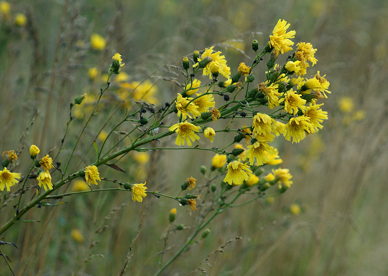 Изображение особи Hieracium umbellatum.