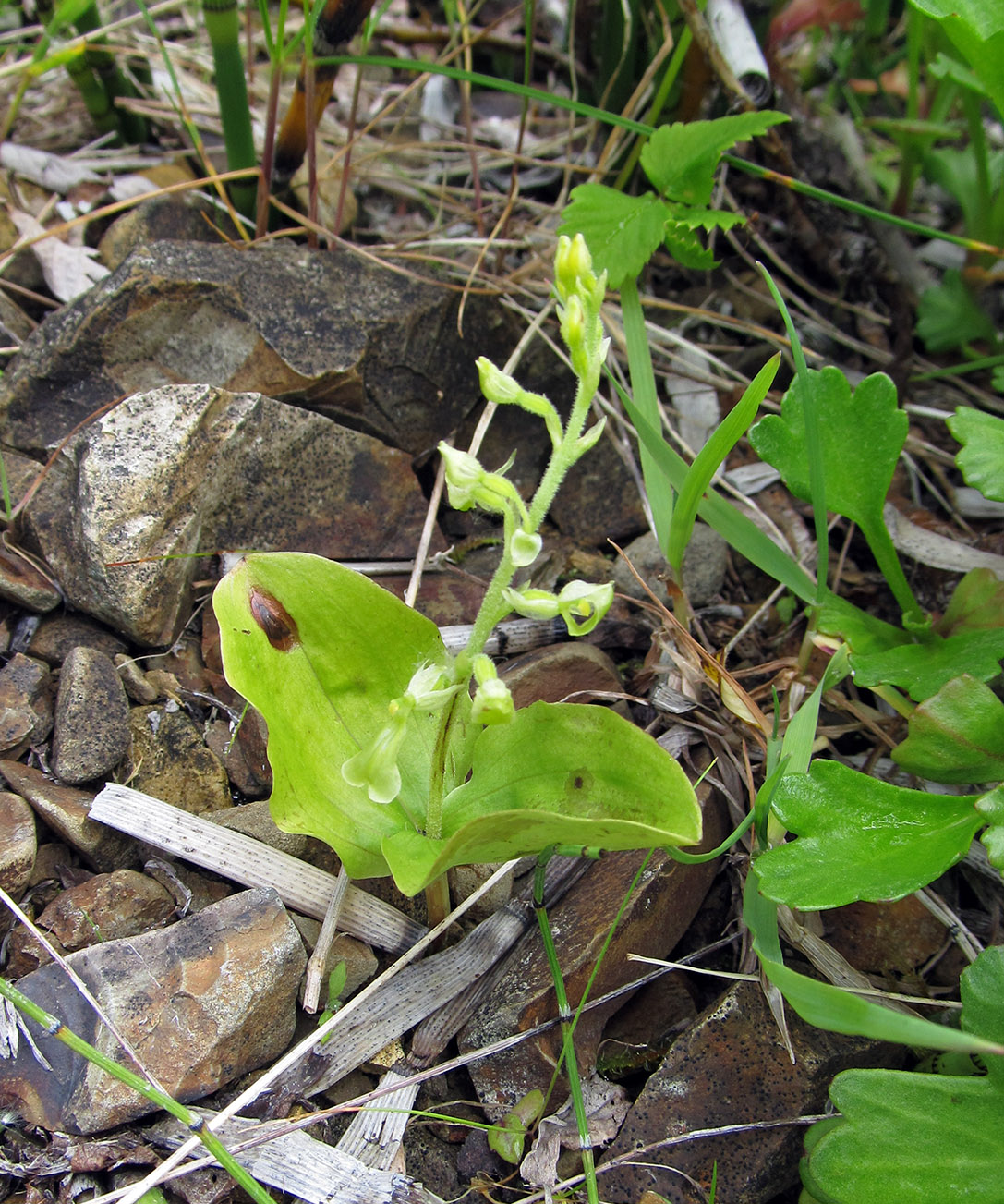 Изображение особи Listera convallarioides.