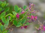 Lespedeza bicolor