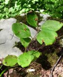 Lonicera caprifolium. Побег с поражёнными листьями. Краснодарский край, Сочи, окр. с. Ахштырь, лес. 16.07.2015.