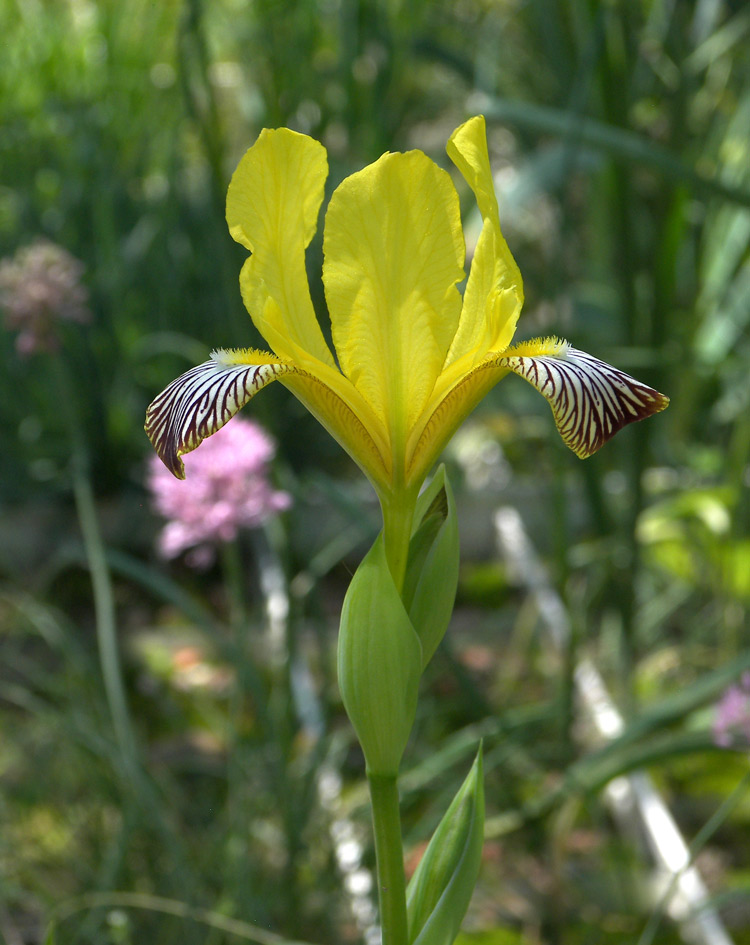 Изображение особи Iris variegata.