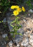 Inula britannica