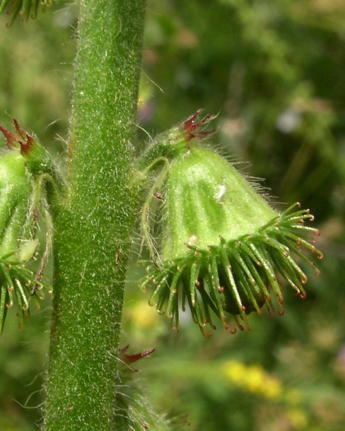 Изображение особи Agrimonia procera.