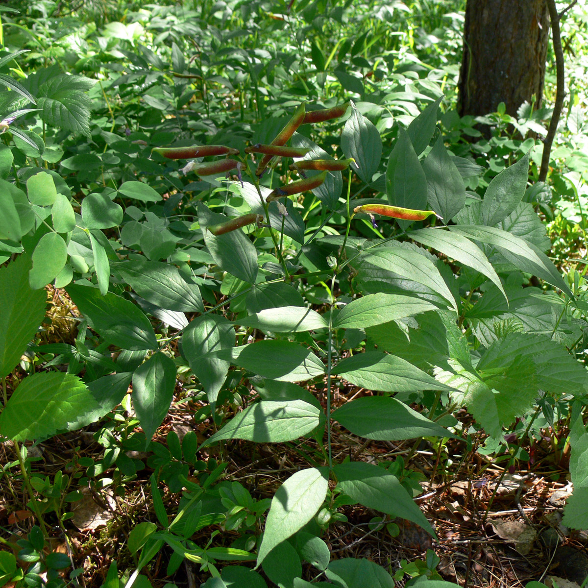 Изображение особи Lathyrus vernus.