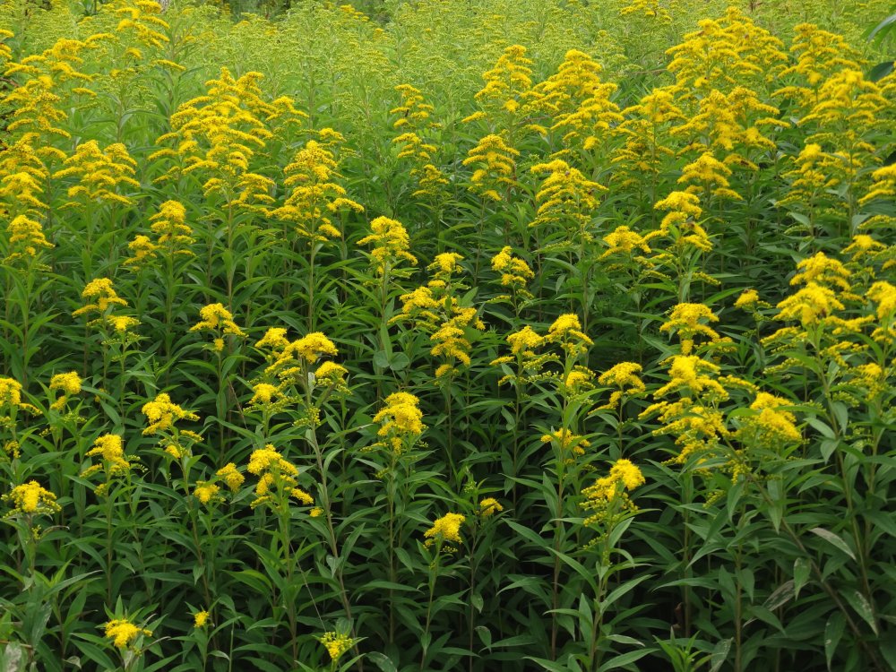 Изображение особи Solidago gigantea.